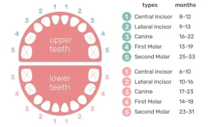 How Many Milk Teeth Do You Have?